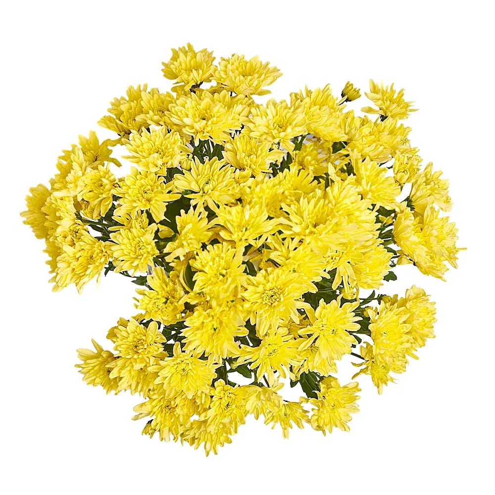 Букет из 15 желтых хризантем