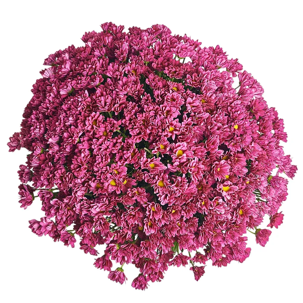 Букет из 51 фиолетовой хризантемы