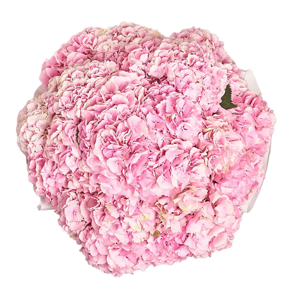 Моно-букет из 25 розовых гортензий